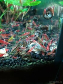 Akvarijní krevetky