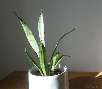 Tchynin jazyk, Sansevieria trifasciata cv. Silver Princess