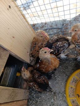 Zakrslá rousná slepice - tříbarevní kohoutci
