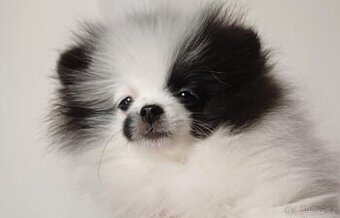 Pomeranian s PP mini fenka