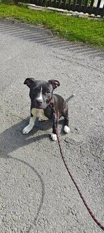 Fena Americký PitBull Terriér