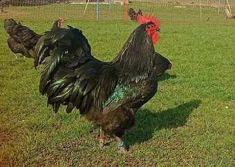 Chovný kmen 1,2 australka velká černá