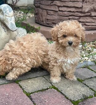 Maltipoo - 1