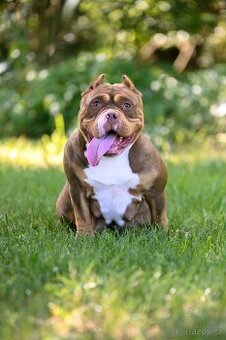 American Bully pocket
