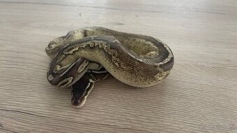 Black Pewter 100% het. Piebald