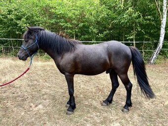 Pony valach