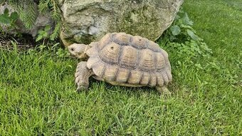 Želva ostruhatá (Geochelone Sulcata) sameček 23cm