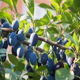 predam švestky na alkohol
