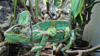 Chameleon Jemenský chovný pár
