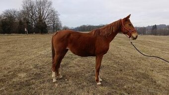 Klisna na prodej - CT