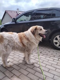 Moskevský strážní