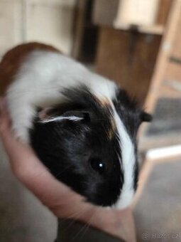 Morče- malá morčátka na ochočení - samičky