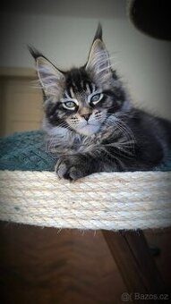 Mainska myvali s PP - Kocicka