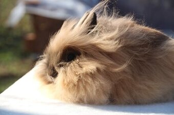 Krásná zakrslá samička teddy/lvíček s milou povahou