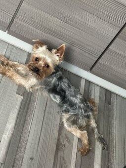 Jorkšírský teriér