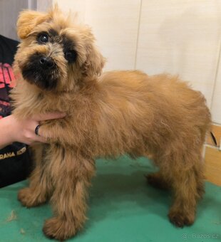 Chundelatý Nagini hledá domov