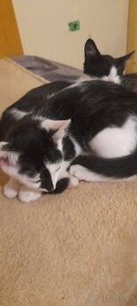 Daruji koťátka kocourky