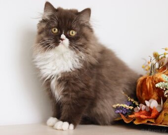 Britská koťátka s PP dlouhosrstá