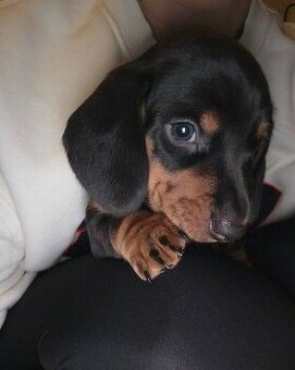 Trpasličí jezevčík