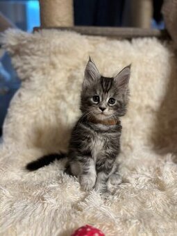 Mainská mývalí koťátka