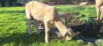 Prodám ovci a beránka