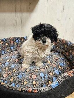 Boloňský psík ruská barevná boloňka