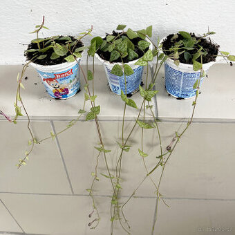 Svícník - Ceropegia linearis var. String of spades