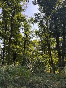 Prodej lesních pozemků v k.ú. Bolehošť - 1