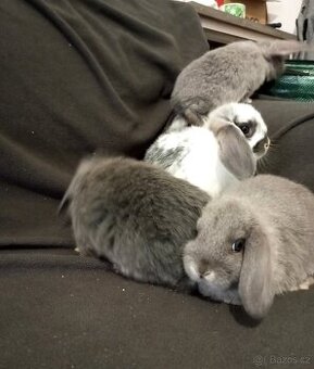 Zakrslý beránek králíček