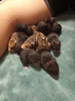 Mláďata křeček syrský