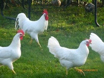 Poptávka NV Leghorn