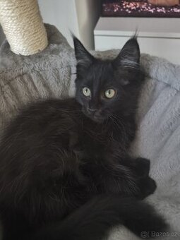 Mainská mývalí s PP