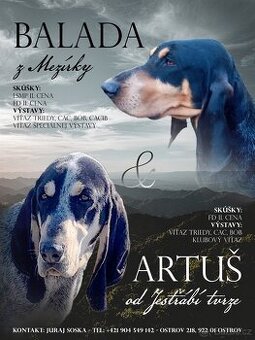 Malý modrý gaskoňský honič.