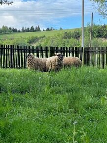 Prodám 3 dospělé ovce suffolk