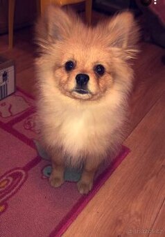pomeranian na kryti