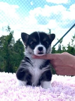Welsh corgi pembroke s PP (FCI)