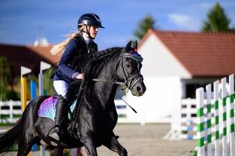 Připouštění hřebcem Welsh Pony, sekce B - 1