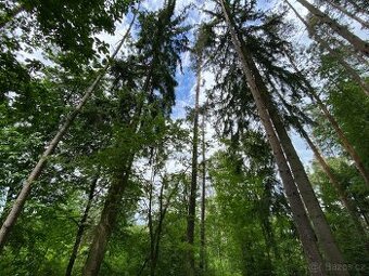 Lesní pozemek s porostem k těžbě Lštění nad Zubřinou - 1