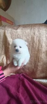 Pomeranian s PP
