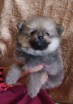Pomeranian s PP