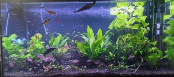 Akvárium 250l - Diversa