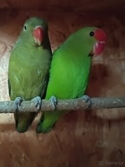 Agapornis