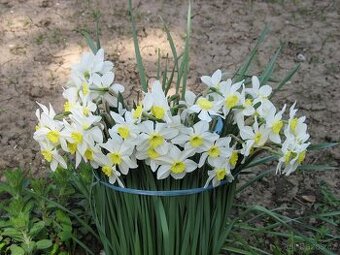 Cibule narcisů, tulipánů,trsy kopretin,řebříčků a pivoněk