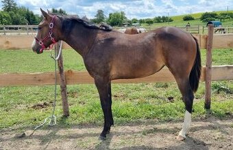 SLEVA, All around klisna APH (VS Code Red)