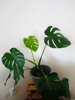 Monstera deliciosa - vhodná do interiéru