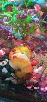 Akvarijní šneci