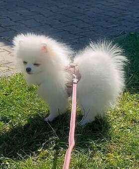 ✨ Na prodej – půlroční pomeranian kluk ✨