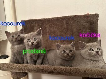 Britská modrá koťata