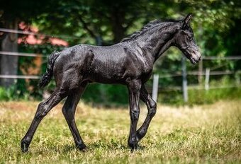 Nádherná fríská kobylka s velkým potenciálem