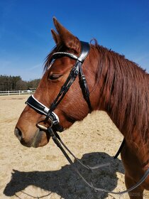 Anglická uzdečka Acavallo POESIA